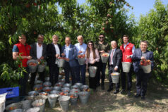Nektarin ve şeftalide hasat zamanı
