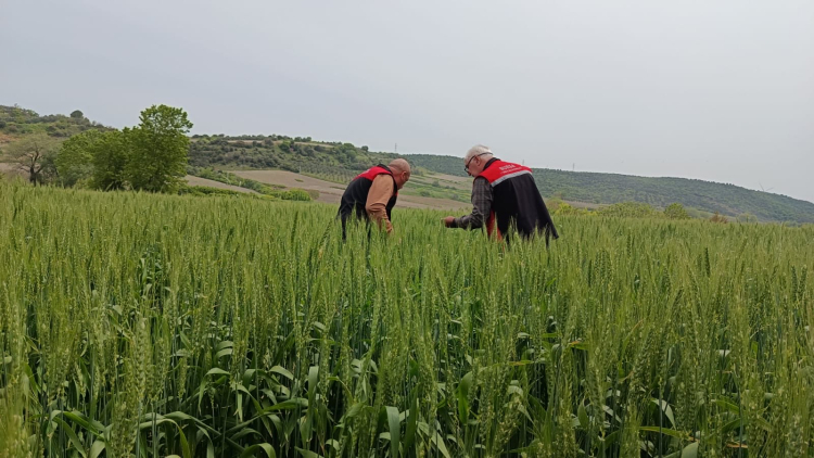 Bursa’da süne zararlısına karşı mücadele sürüyor