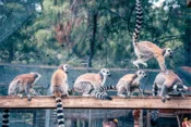 Lemur ailesinin yeni üyesi sevimli “Zabumafu” oldu