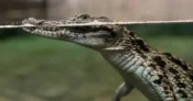 Nil timsahı sevinci… 6 yavru ilk kez ziyaretçilerle buluşuyor