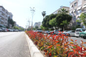 İzmir yaza çiçek açarak hazırlanıyor