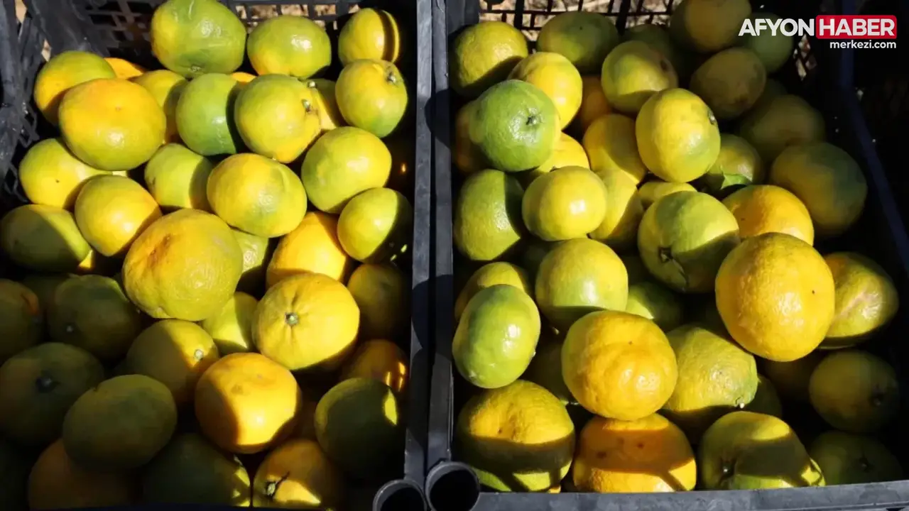 Satsuma mandalinada ihracat zamanı